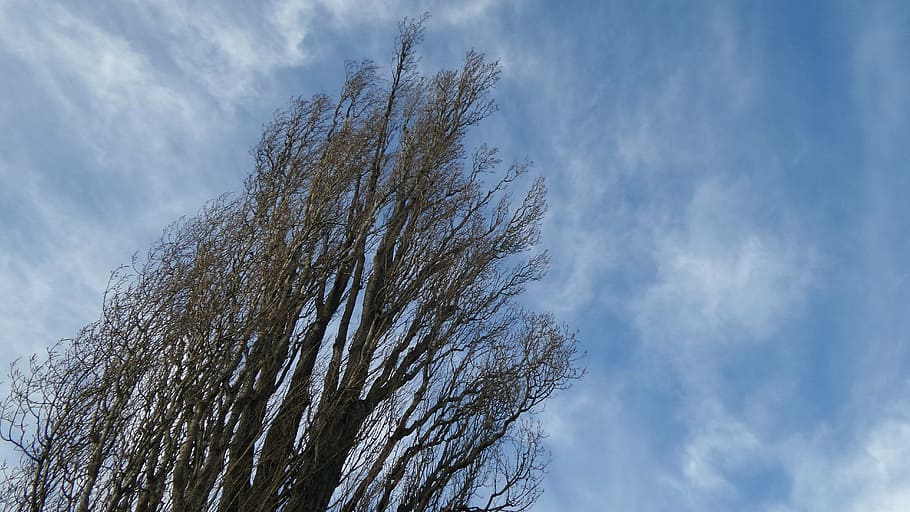 tree, sky, blue, nature, crown, landscape, field, wind, germany HD wallpaper
