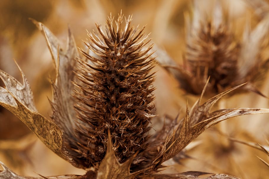 Brown, Dry, Fall, Flora, Flower, autumn, head, macro, nature HD wallpaper