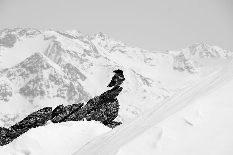 bird perched on mountain covered with snow, bird on rock in snow mountain HD wallpaper