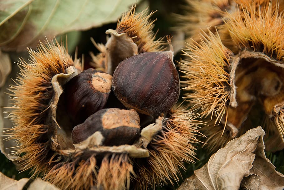 untitled, chestnuts, quills, fall, forest, food, food and drink HD wallpaper