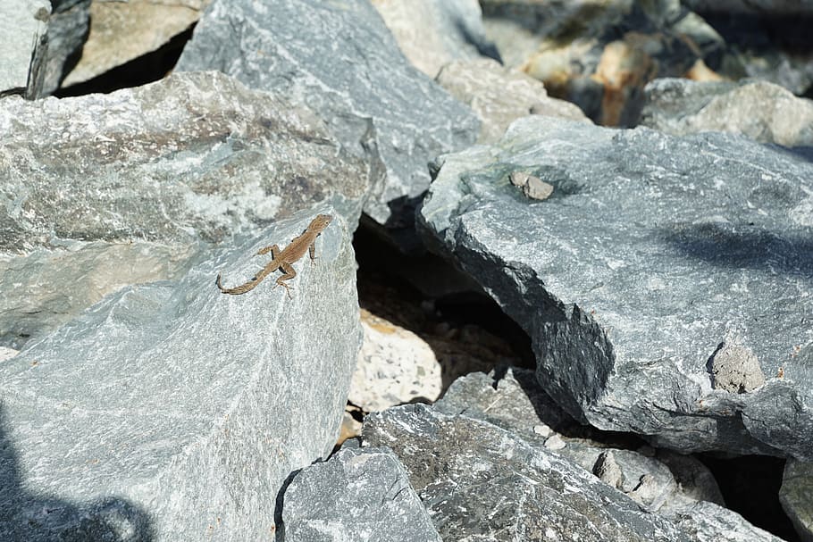 Iguana, Stone, Lizard, Caribbean, grey, tortola, bvi, british HD wallpaper