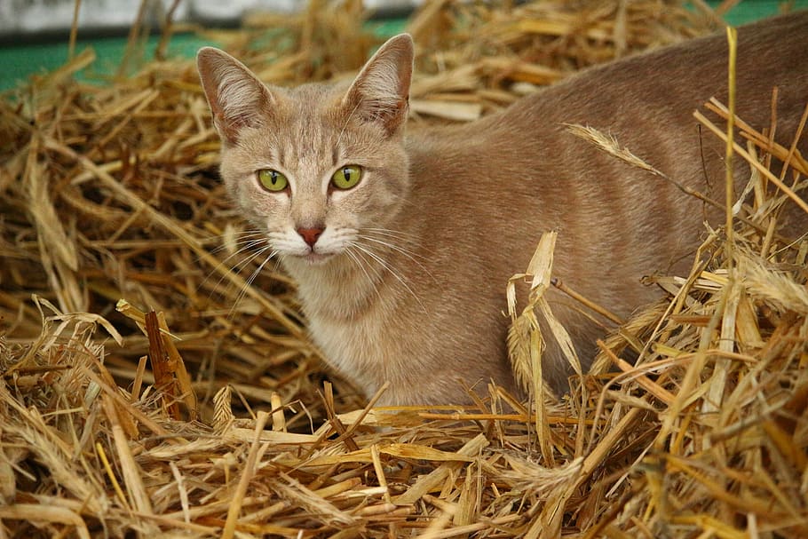 cat, kitten, breed cat, mackerel, young cat, domestic cat, mieze HD wallpaper