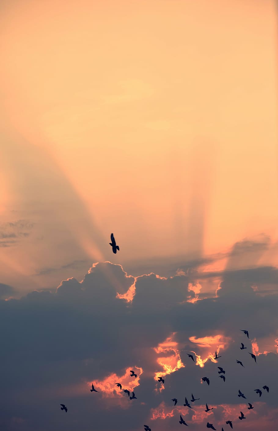 low angle photography of flock of silhouette of birds flying under the clouds HD wallpaper