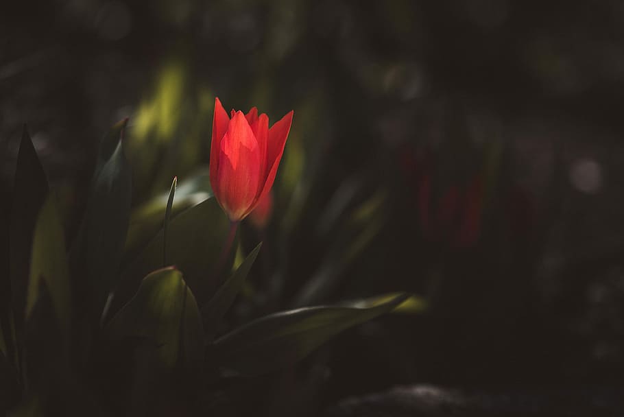 tulip, small tulip, red, red tulip, spring flower, garden, in the garden HD wallpaper