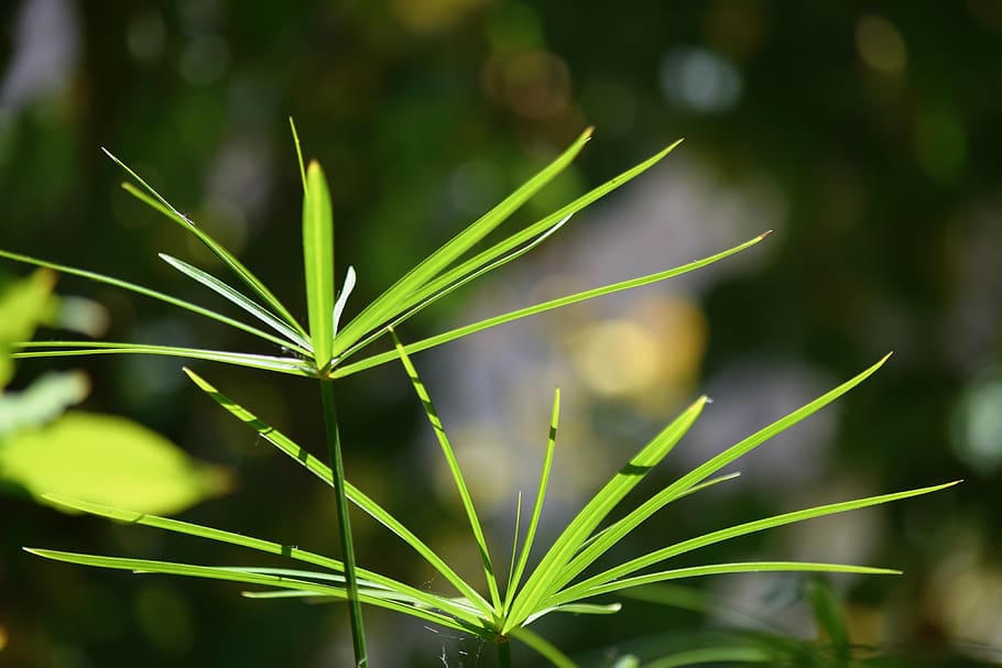 green, nature, campaign, green color, plant, growth, beauty in nature HD wallpaper