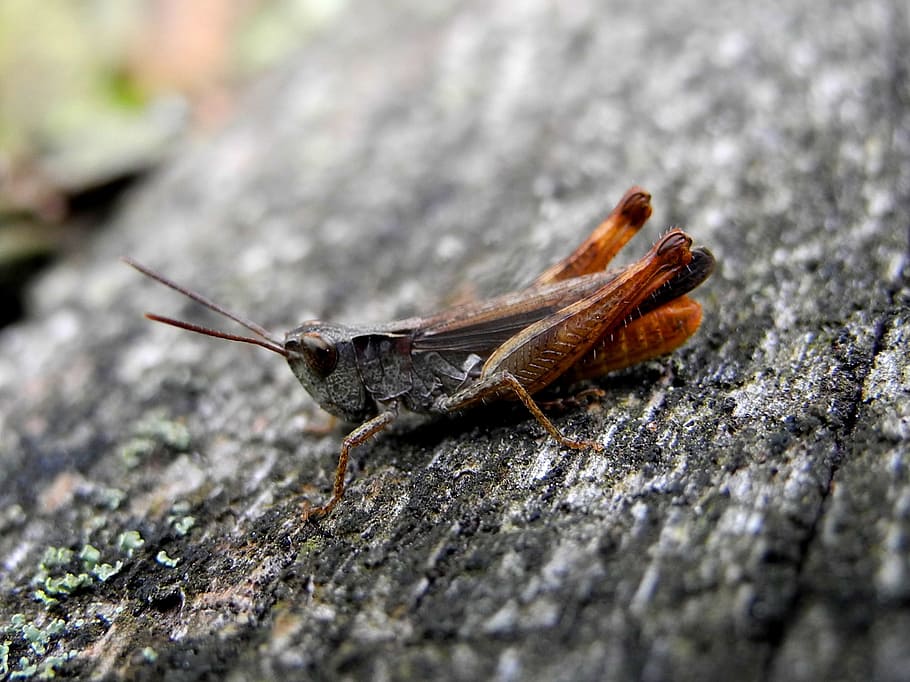 Grasshopper, Insect, Macro, one animal, animal themes, animals in the wild HD wallpaper
