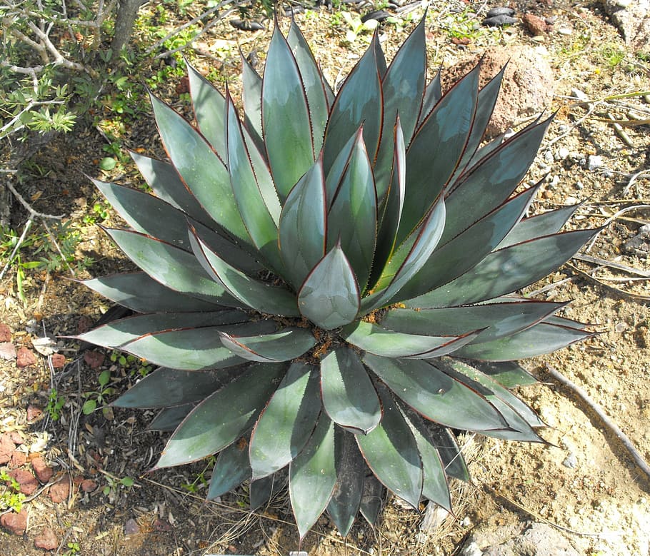 green plant outdoor during daytime, agave, blue glow, symmetrical, HD wallpaper