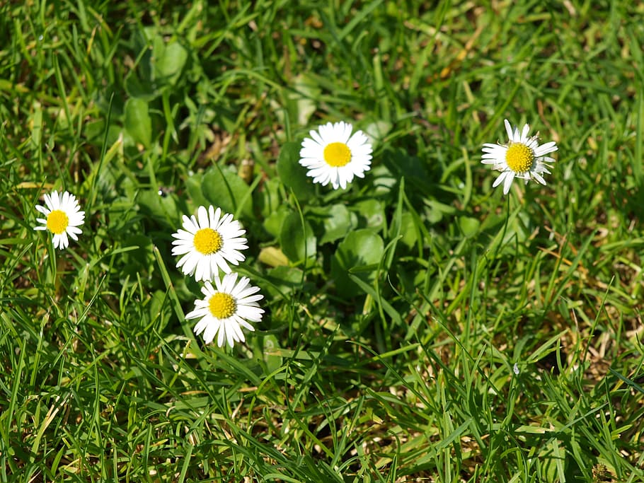 daisy, meadow, garden, flower meadow, wildflowers, white, rush HD wallpaper