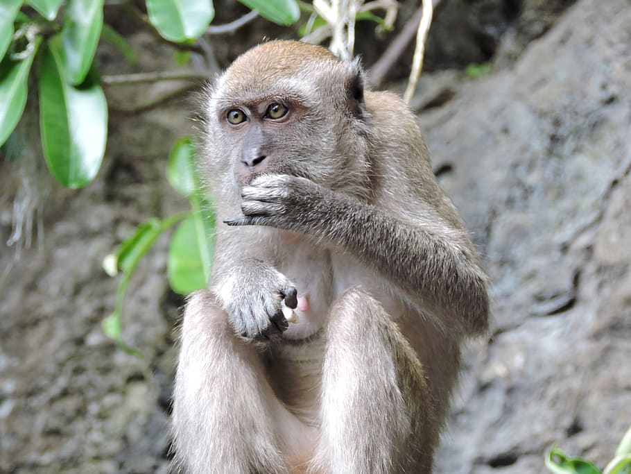 mother, monkey, animal, primate, animal wildlife, animals in the wild HD wallpaper