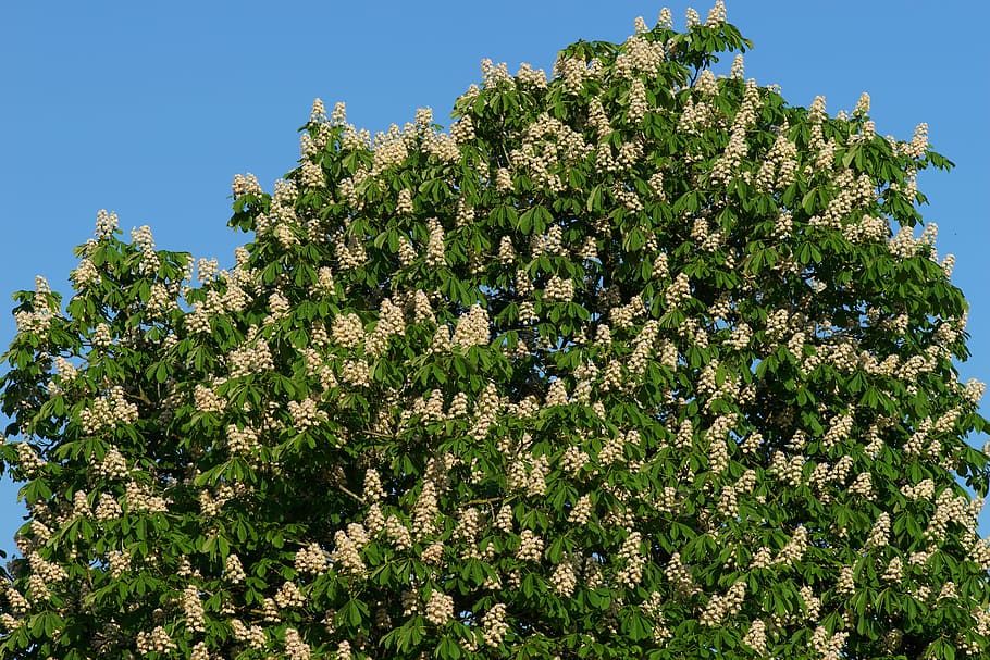 chestnut tree, romantic, isolated, nature, pasture, landscape HD wallpaper