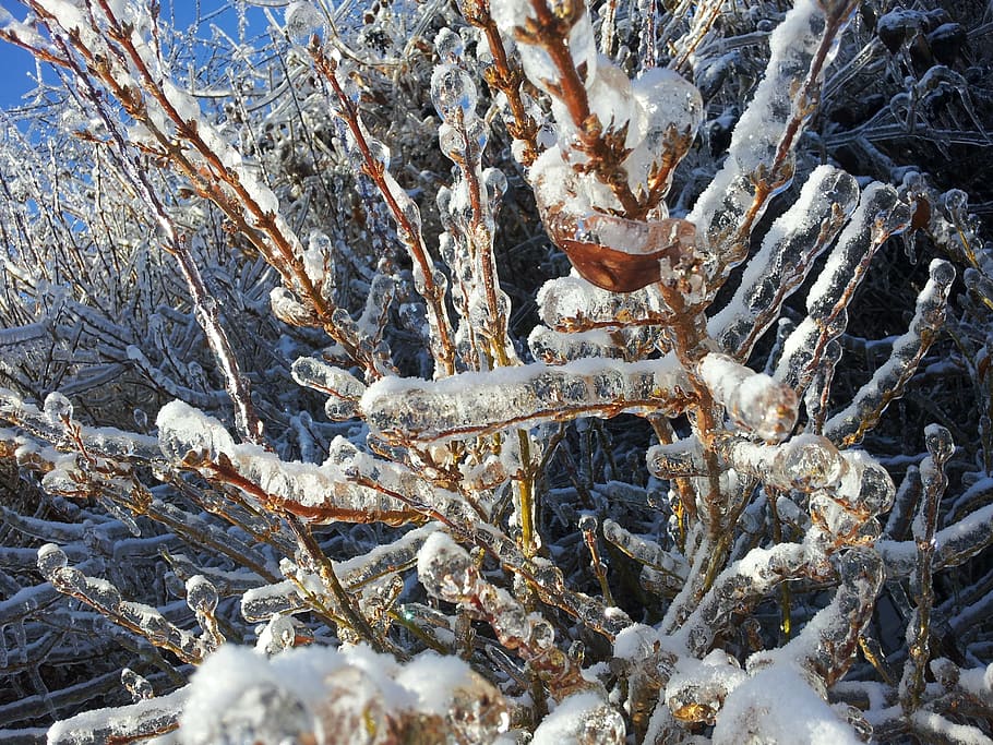 ice, tree, winter, icy, frozen, frosty, snowy, cold, weather HD wallpaper