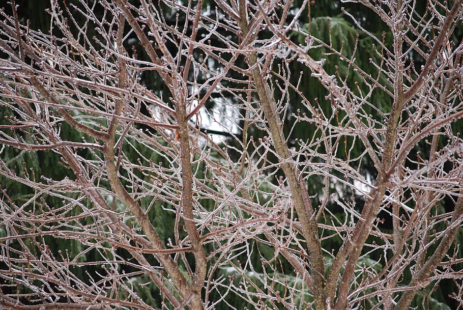 Ice, Trees, Winter, Snow, Cold, Freezing, sleet, plants, damage HD wallpaper
