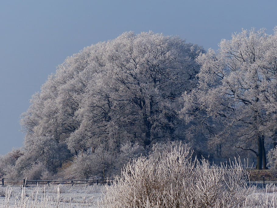 nature, winter, wintry, winter cold, tree, frost, winter trees HD wallpaper