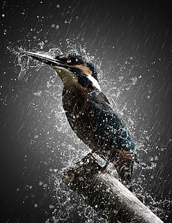 black and brown bird taking bath on rain digital art, storm HD wallpaper