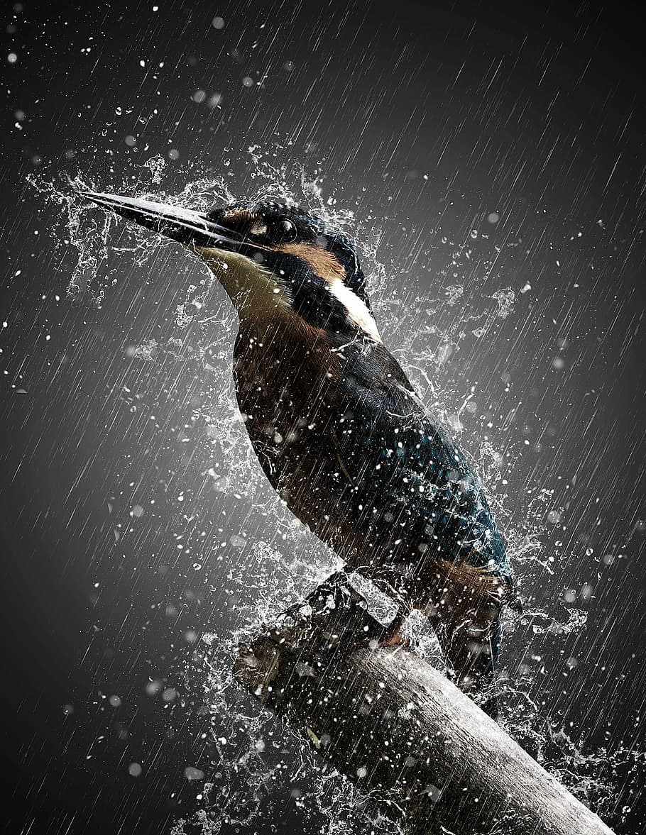 HD wallpaper: black and brown bird taking bath on rain digital art, storm,  effect | Wallpaper Flare