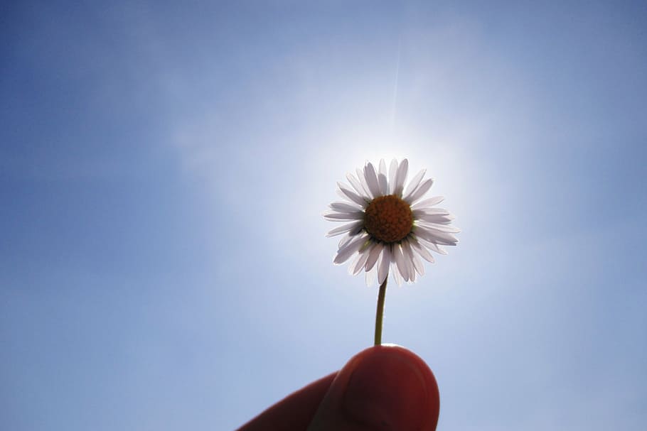 flower, spring, nature, human body part, human hand, freshness HD wallpaper