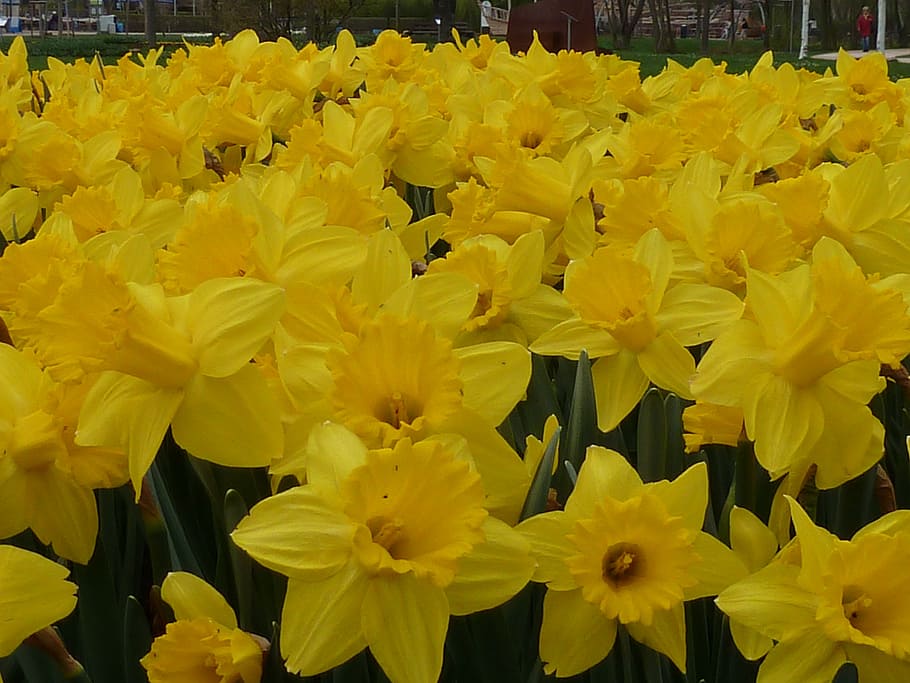 flower, daffodil, yellow, spring, flowering plant, vulnerability HD wallpaper