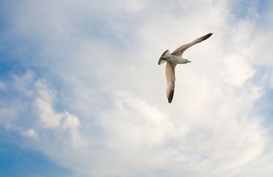 Seagull, Bird, Clouds, sky, blue, nature, weather, day, summer HD wallpaper