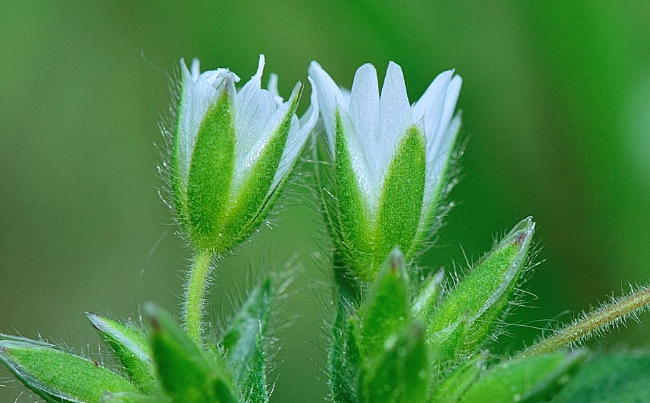 Nature, Flower, Macro, Plants, flowers, garden, white, landscape HD wallpaper