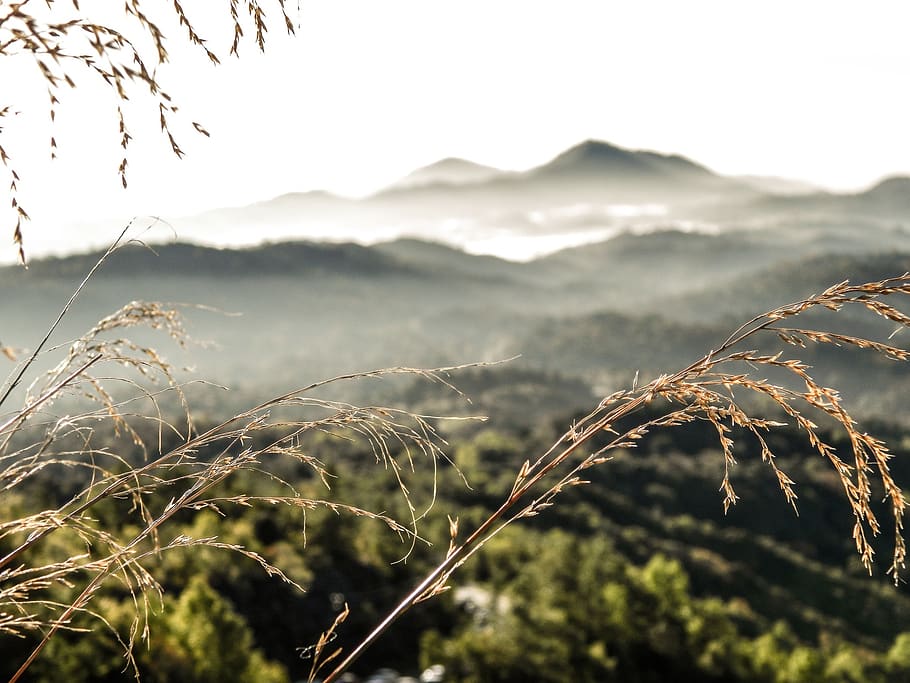 spicas, grass, landscape, view, mountains, distant, vegetation HD wallpaper