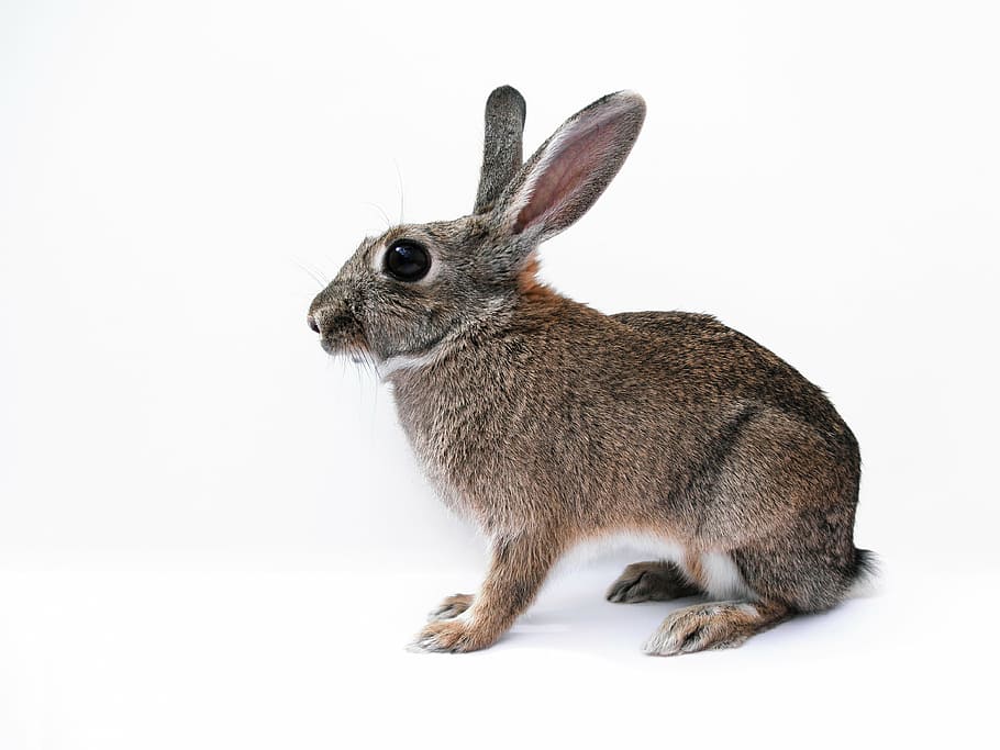 brown rabbit, bunny, cute, isolated, white, background, animal