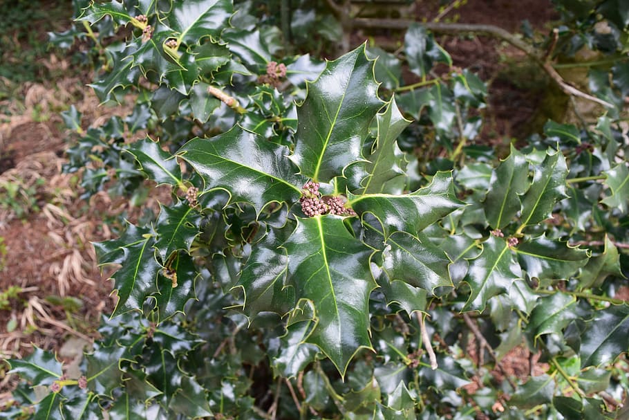 ilex, spur, leaf shape, leaf colors, nature, fruit, food, plant HD wallpaper