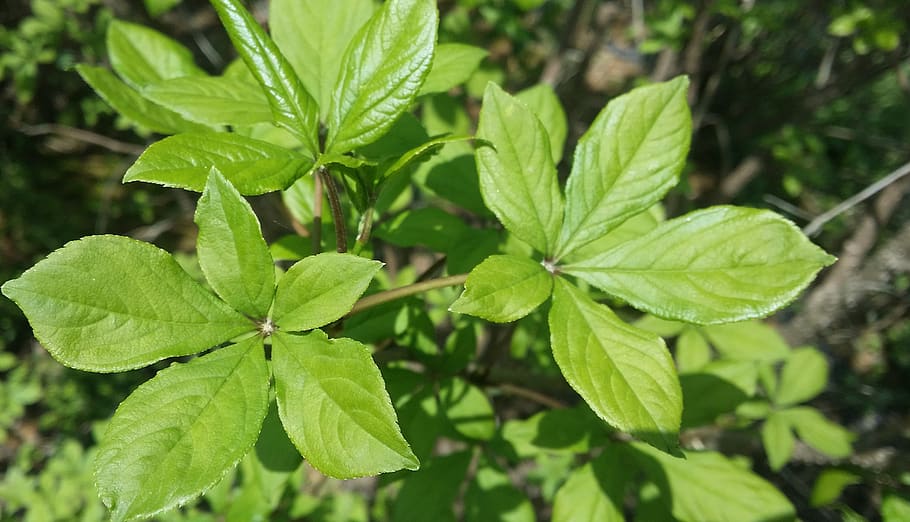 gasiohgapi, acanthopanax, leaves, leaf, plant part, green color HD wallpaper