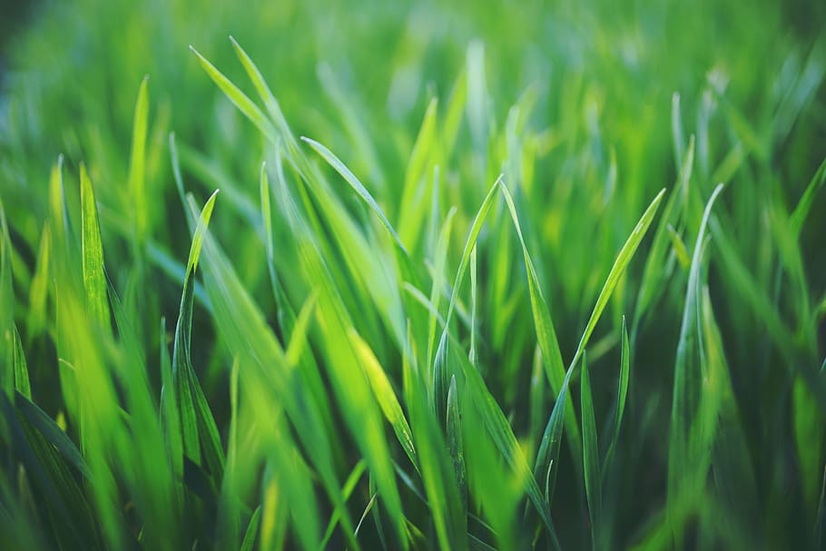 cereal, graing, young, spring, green, healthy, green color HD wallpaper