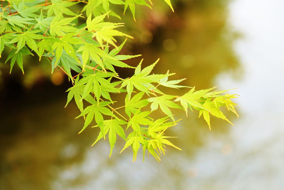 Scenery, Macro, Summer, the scenery, acer palmatum, leaf, green color