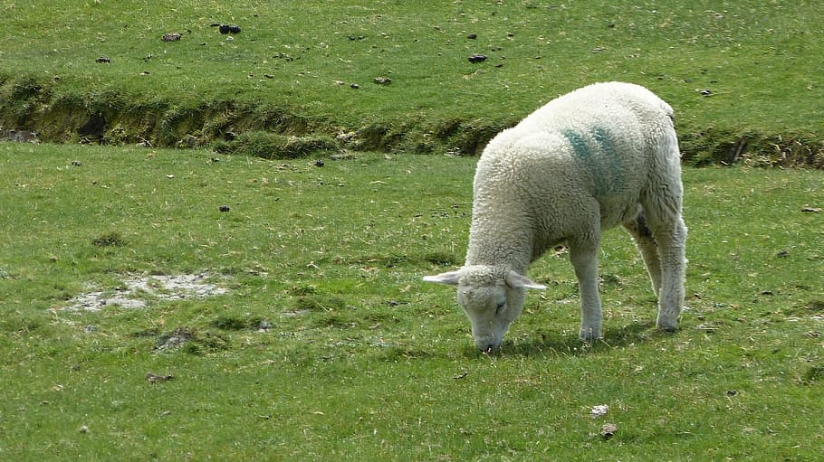 Landscape, Sheep, Lamb, Green, Light, meadow, grass, animal themes HD wallpaper