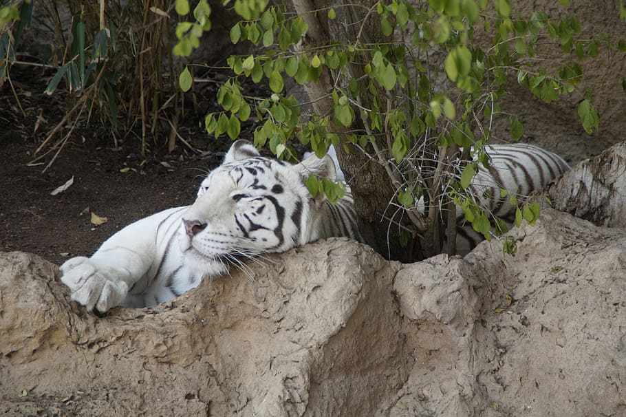 tiger, white tiger, sumatran tiger, predator, cat, wildcat, HD wallpaper