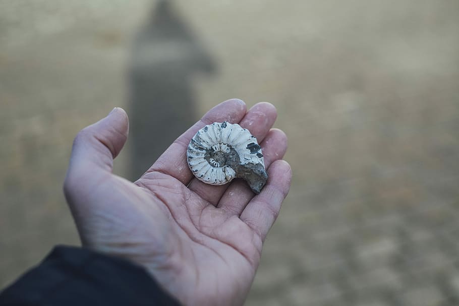 person holding gray and white shell, person holding white ammonite HD wallpaper