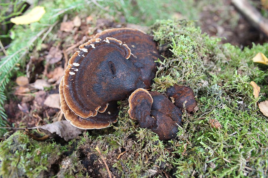 mushroom, nature, close, forest, plant, land, growth, no people HD wallpaper