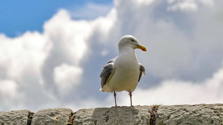 scotland, st andrews, seagull, sit, sky, clouds, wall, nature, HD wallpaper