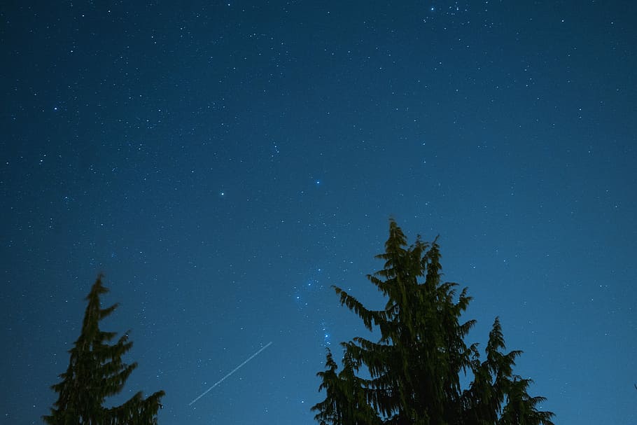 green trees under starry night sky, green spruce tree over blue sky with stars at night HD wallpaper
