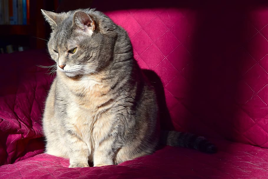 short-furred gray cat sitting on pink sofa, sunlight, couch, animal