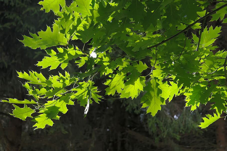 leaves, tree, aesthetic, branches, green, red oak, quercus rubra HD wallpaper