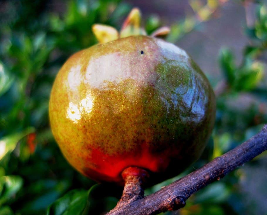 Fruit, Pomegranate, Red, Green, ripening, swelling, round, shiny HD wallpaper