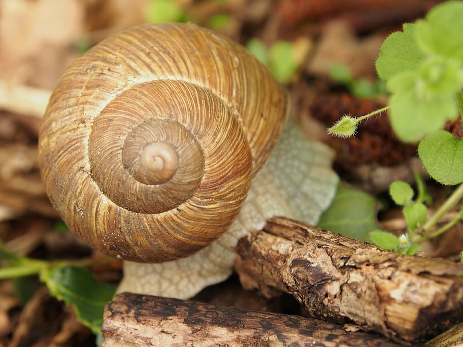 snail, shell, reptile, slowly, forest, animal, nature, mollusk HD wallpaper