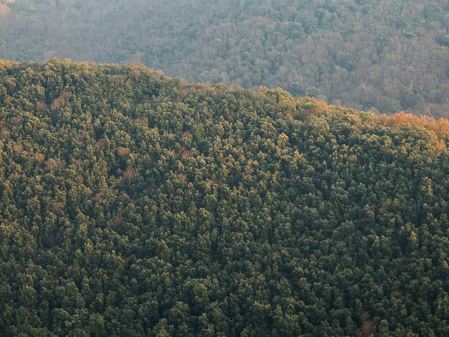 green trees mountain, green tree on mountain, forest, ridge, nature HD wallpaper