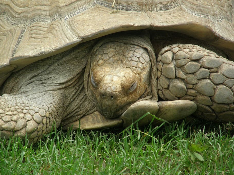 turtle, sleeping, tortoise, galapagos turtle, zoo hellbrunn HD wallpaper