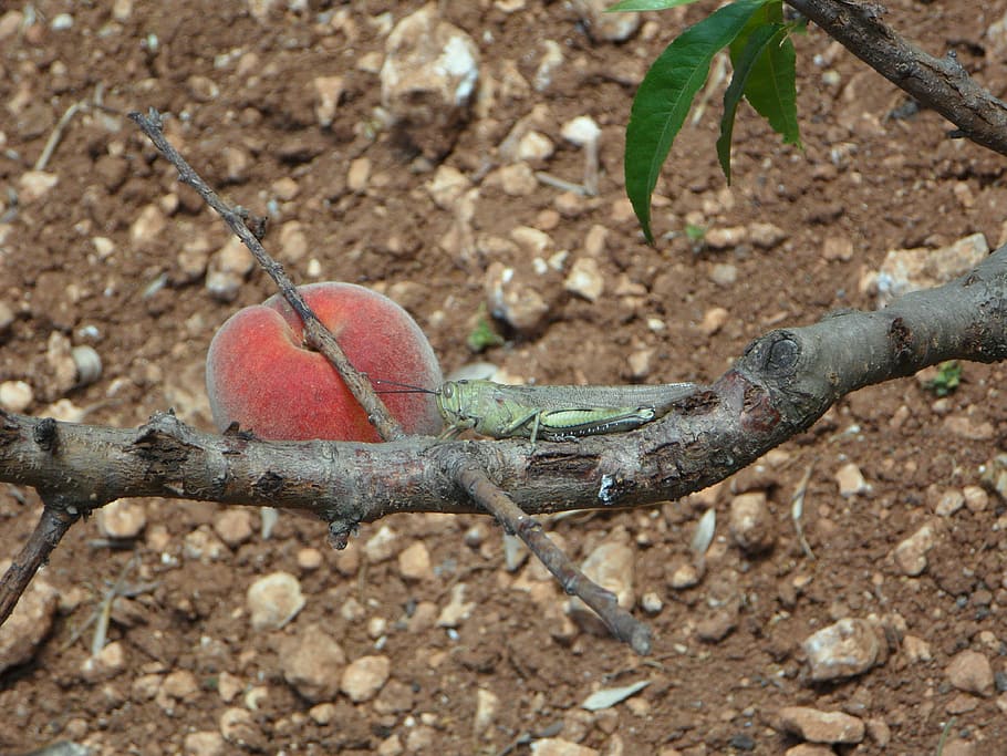 still life, peach, viridissima, heupferdchen, animal plant HD wallpaper