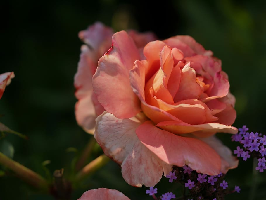 Orange, Shadow Play, rose, flower, petal, flower head, pink color HD wallpaper