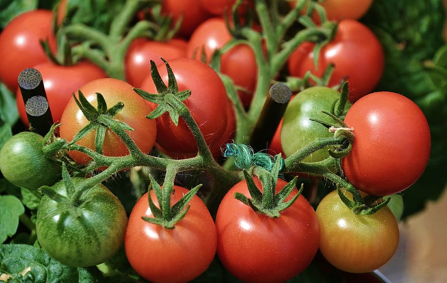 tomatoes, vegetables, red, delicious, market, stand, food, solanum lycopersicum HD wallpaper