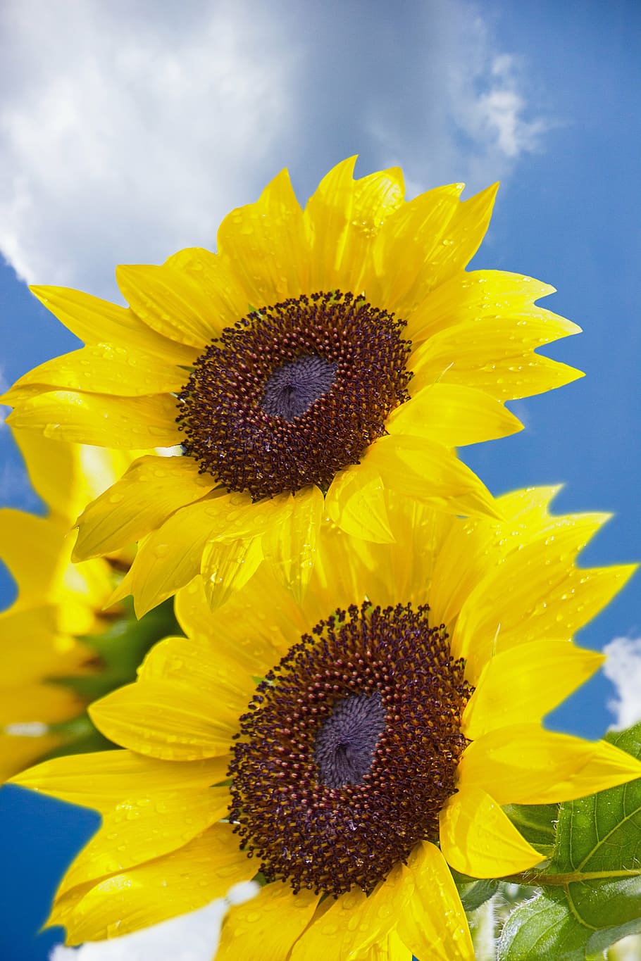 sunflower, air, clouds, background, blue sky, heaven, nature HD wallpaper