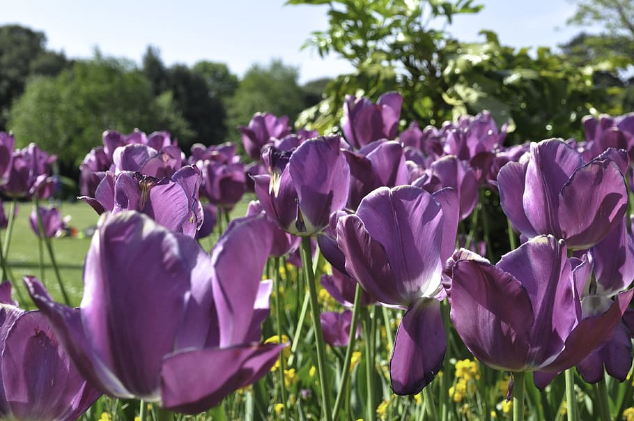 flowers, meadow, park, flowering plant, beauty in nature, freshness HD wallpaper
