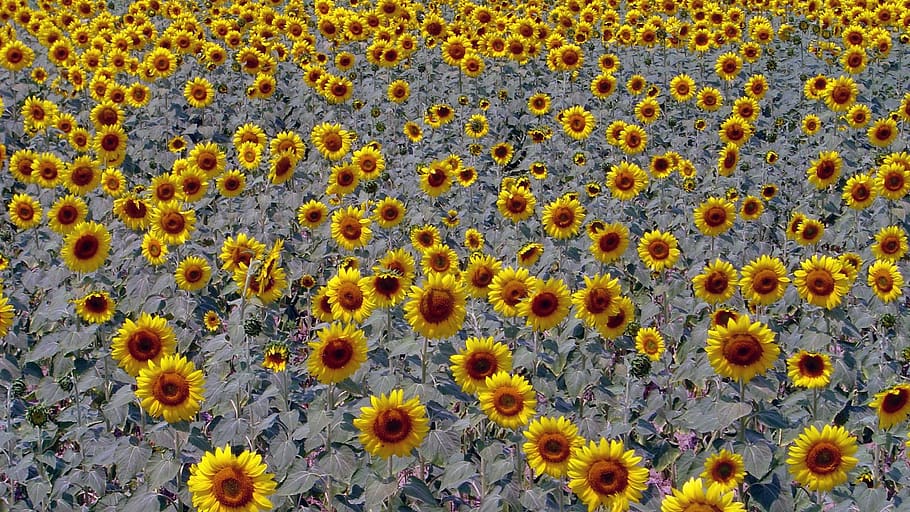 sunflower, sunflowers, sunflower fields, flowering plant, yellow HD wallpaper