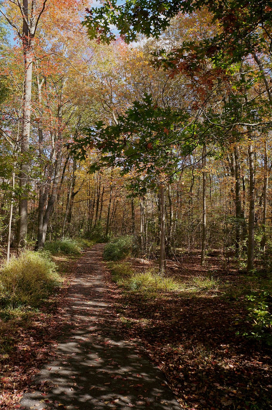 trail, fall, leaves, foliage, hiking, autumn, nature, tree HD wallpaper