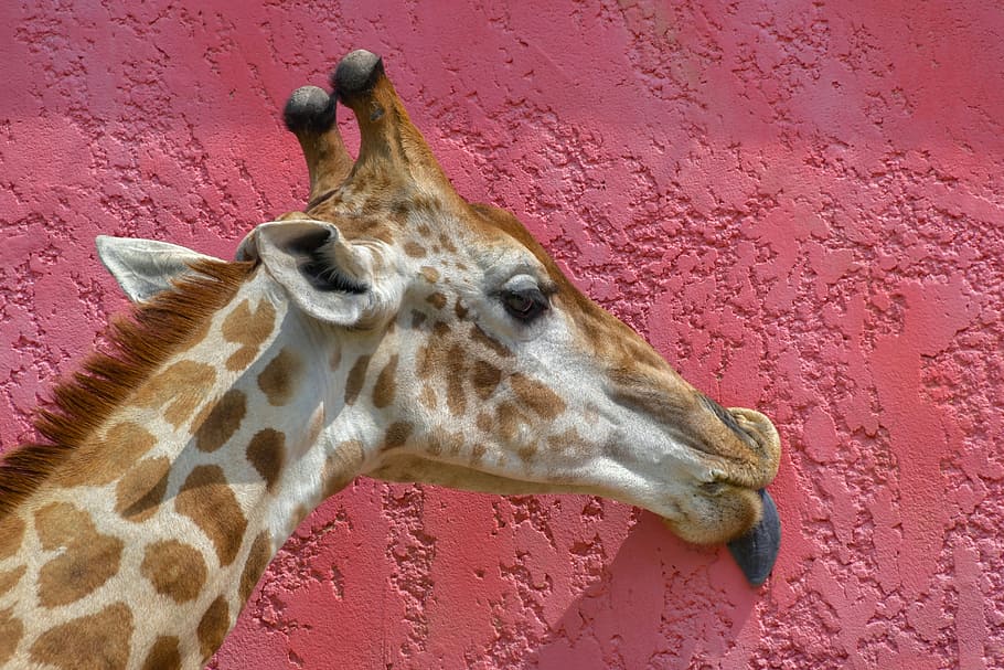 Giraffe licking wall, head, language, pink, colorful, animal, HD wallpaper