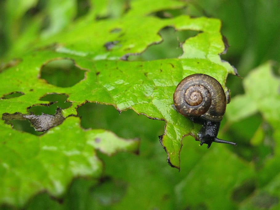 arianta arbustorum, snail eating plant, garden pest, helicidae, HD wallpaper